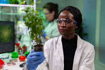 非洲美国生物化学家研究员持有基因修改树苗