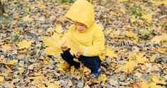 甜蜜的女孩收集加拿大枫木叶子秋天森林