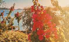 古董沿海自然花美概念美丽的粉红色的花布鲁姆海山景观