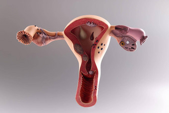 模型女生殖系统灰色的背景