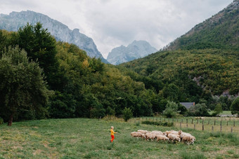 可爱的男孩sheeps农场朋友男孩羊肉背景绿色植物波迪孩子草男孩放牧羊山孩子sheeps山蔡尔兹旅行学习动物