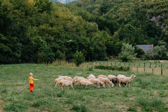 可爱的男孩sheeps农场朋友男孩羊肉背景绿色植物波迪孩子草男孩放牧羊山孩子sheeps山蔡尔兹旅行学习动物