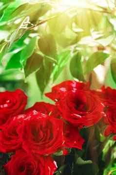 花束红色的玫瑰花假期礼物美丽的新鲜的花园花首页装饰