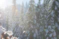 松树森林背景覆盖新鲜的雪