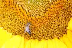 关闭蜜蜂向日葵黄色的花蜜蜂