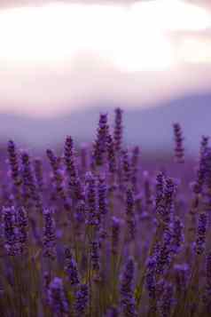 特写镜头紫色的薰衣草场