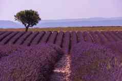 紫色的薰衣草花场孤独的树