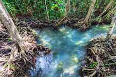 热带树根塔砰的一声红树林沼泽森林流水泰国