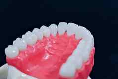 上人类下巴牙齿牙龈解剖学模型