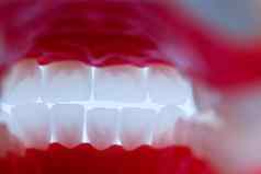 内部视图人类下巴牙齿牙龈解剖学模型