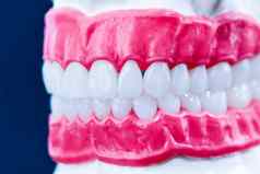 人类下巴牙齿牙龈解剖学模型