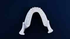 较低的人类下巴牙齿解剖学模型