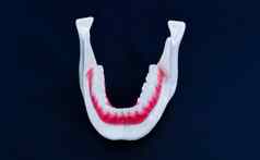 较低的人类下巴牙齿牙龈解剖学模型