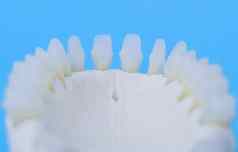 较低的人类下巴牙齿解剖学模型