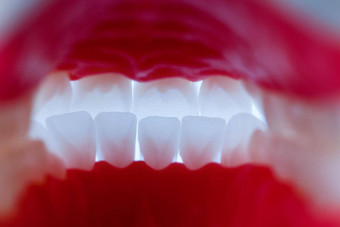 内部视图人类下巴牙齿牙龈解剖学模型