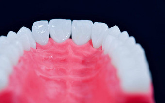 上人类下巴牙齿牙龈解剖学模型