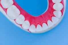 较低的人类下巴牙齿牙龈解剖学模型