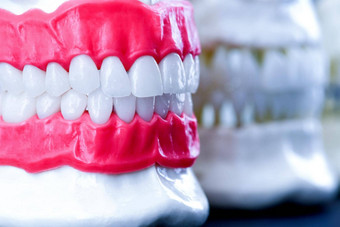人类大白鲨牙齿牙龈解剖学模型
