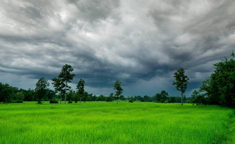 景观农业农场狂风暴雨的天空绿色大米场大米种植园绿色帕迪场有机大米农场亚洲大米日益增长的农业绿色帕迪场农业土地情节