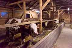 群牛吃有牛棚乳制品农场