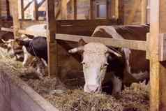 群牛吃有牛棚乳制品农场