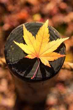 日本枫木叶木模式背景秋天季节《京都议定书》日本