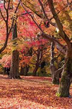 美丽的自然色彩鲜艳的树叶子日本Zen花园秋天季节《京都议定书》日本