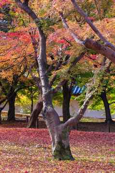 美丽的自然色彩鲜艳的树叶子日本Zen花园秋天季节《京都议定书》日本