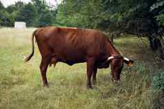牛吃草农业自然农场农业