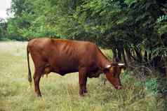 牛吃草农业自然农场农业