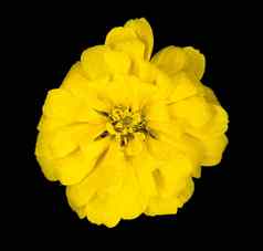 美丽的黄色的花
