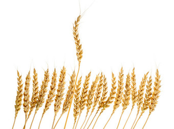 数量耳朵小麦
