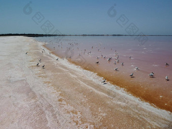 飞行海鸥粉红色的盐湖盐生产设施生理盐水蒸发<strong>池</strong>塘咸湖杜氏盐藻萨莱纳传授红色的粉红色的水矿物湖干克里斯塔化咸海岸