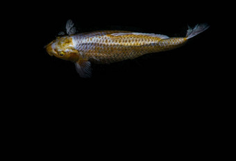 细节色彩斑斓的锦 鲤fishs锦 鲤鲤鱼游泳内部<strong>鱼池</strong>塘阳光明媚的一天日本鱼物种色彩斑斓的模式