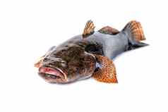 图像新鲜的虾虎鱼鱼白色背景水生动物