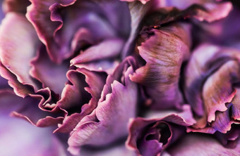 摘要花背景紫色的康乃馨花宏花背景假期品牌设计