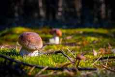 小口袋蘑菇成长自然