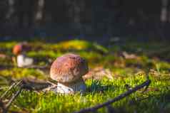 小口袋蘑菇成长莫斯