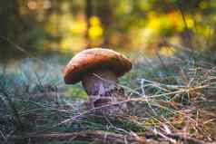 可食用的牛肝菌属蘑菇成长森林