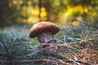 可食用的牛肝菌属蘑菇成长森林