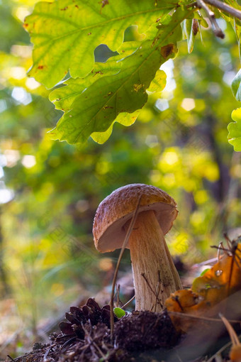 可食用的口袋蘑菇成长橡木木