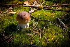 小口袋蘑菇成长莫斯木