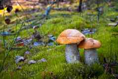 橙色帽蘑菇成长莫斯