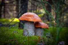 橙色帽蘑菇成长