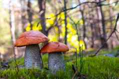 橙色帽蘑菇成长木