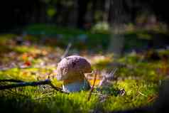 小porcini蘑菇成长阳光明媚的森林