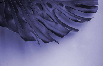 紫色的摘要monstera叶孤立的淡紫色背景有创意的布局时尚美丽的<strong>模板</strong>前视图平<strong>位置</strong>