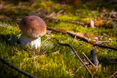 小口袋蘑菇成长莫斯森林