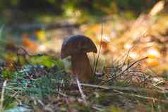 小可食用的porcini蘑菇成长森林