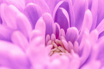 摘要花背景紫色的菊花花宏花背景假期品牌设计